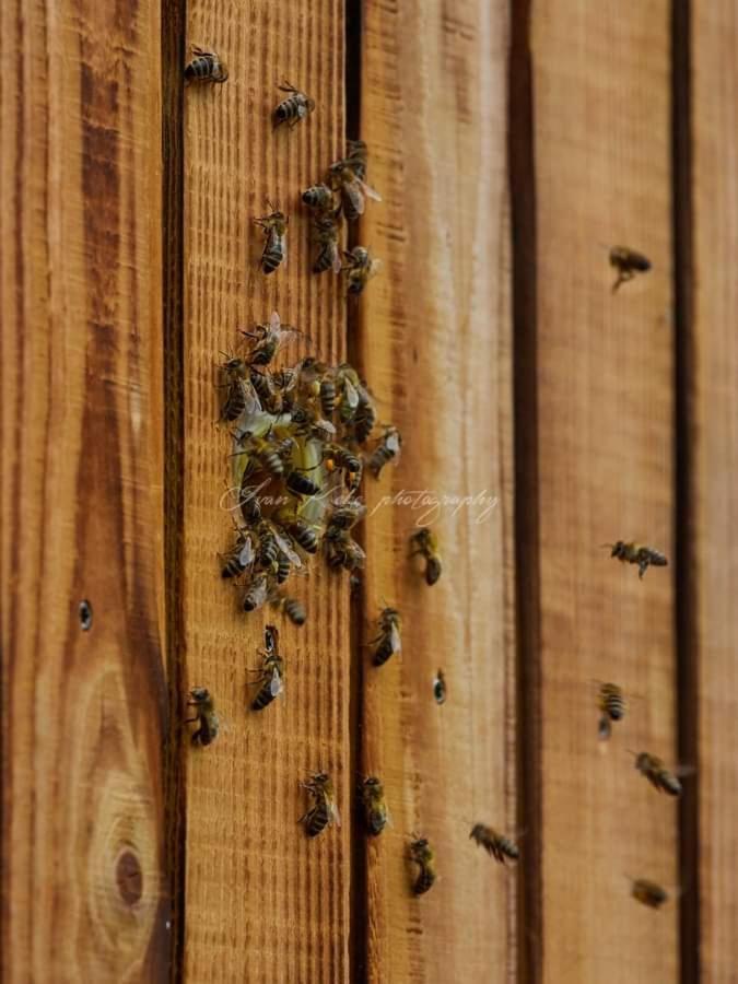 Апартаменты Hisa Zdravega Oddiha Begunje pri Cerknici Экстерьер фото
